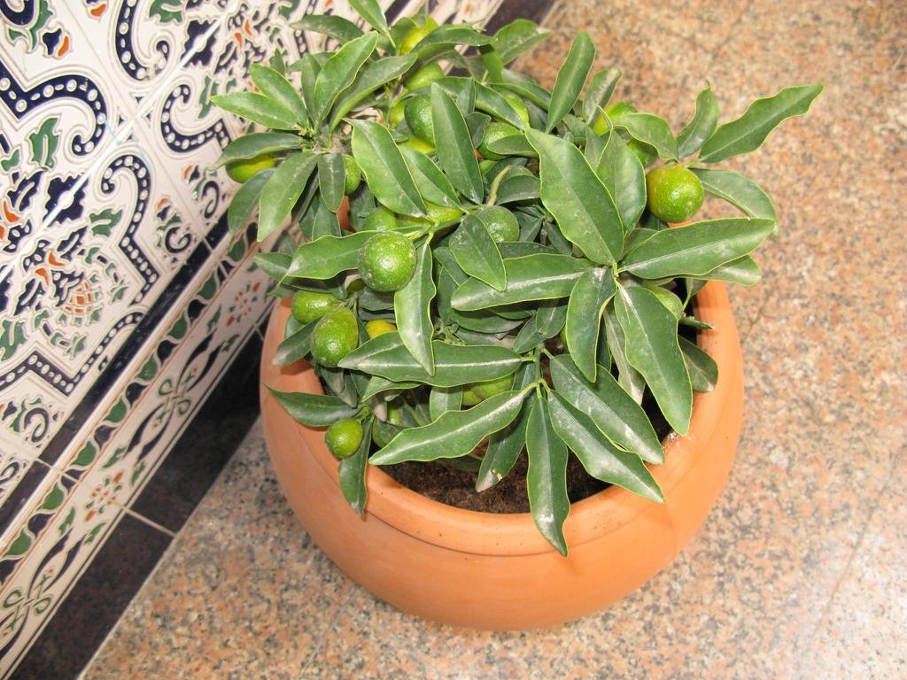 Фото Pensión Azahar