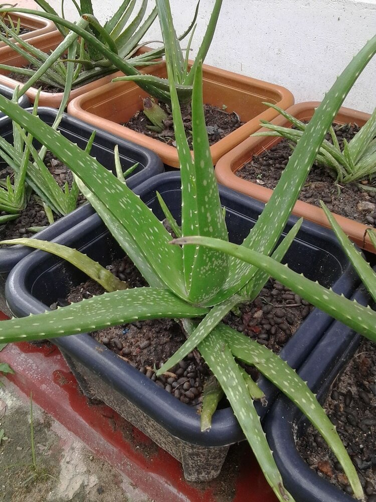 Фото Bandhusena House and Apartments