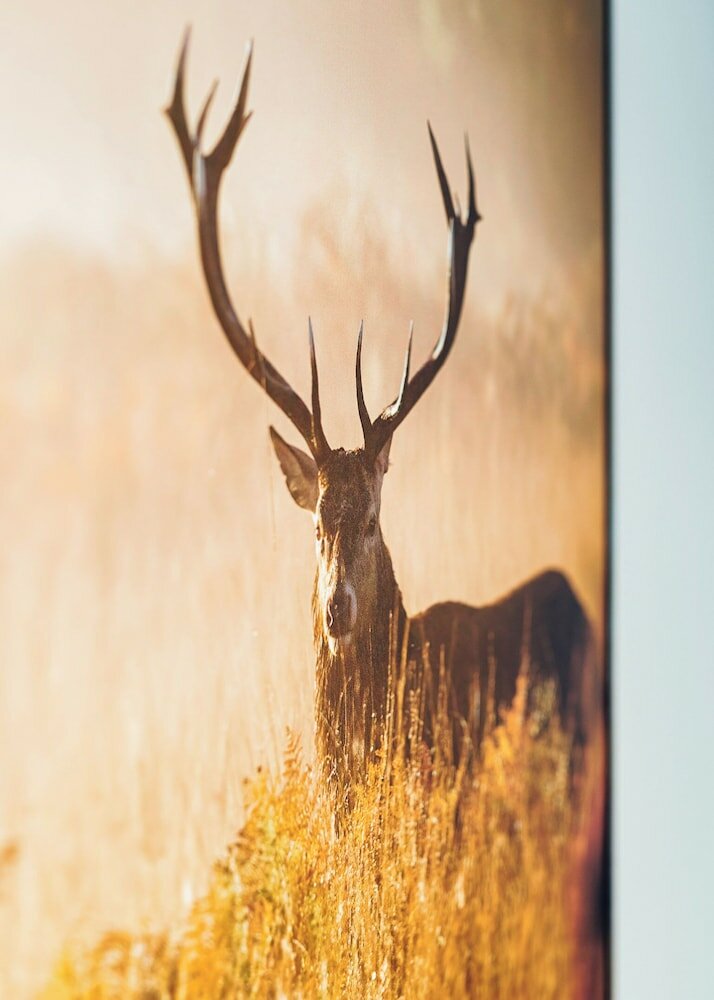 Фото Schneeweiss