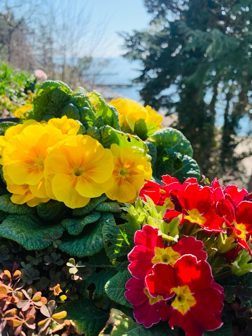 Фото Резиденция Санторини