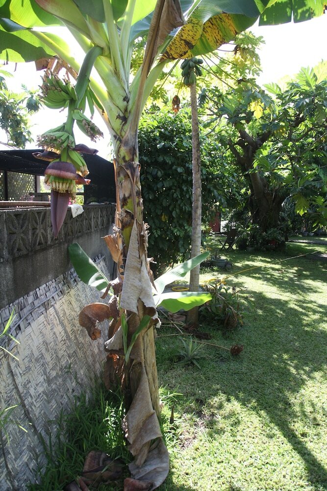 Фото Marama Lodge Tahiti