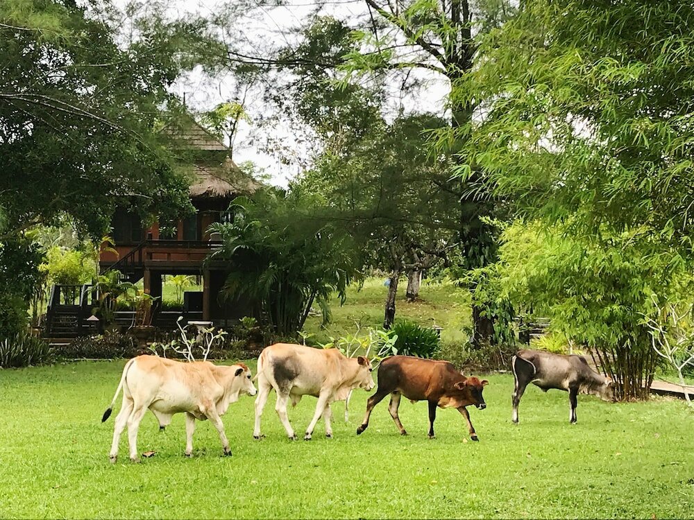 Фото ThaiLife Wellness & Meditation Resort