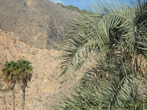 Фото Hostal El Palmeral