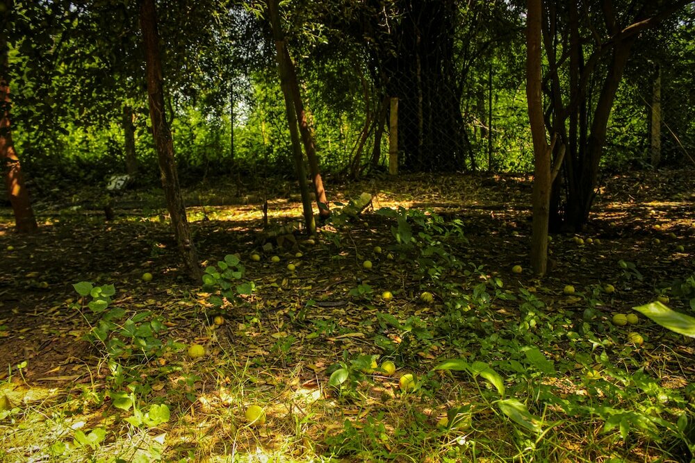 Фото Panna Tiger Resort