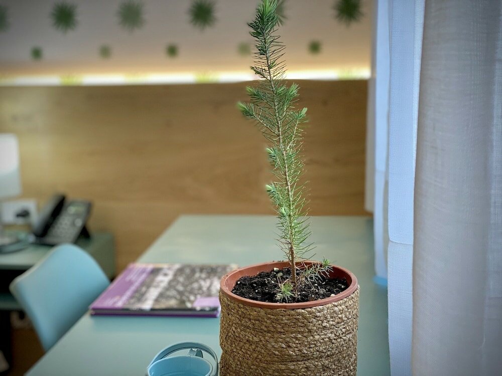 Фото Alaró Natura Rural Suites