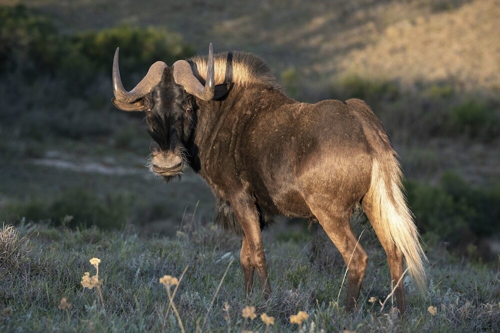 Фото Shamwari Explorer Camp