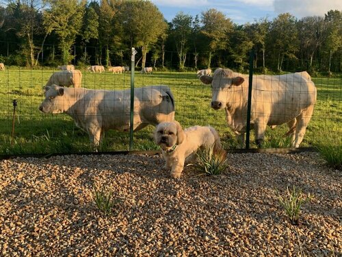 Гостиница Brit Hotel Lannion Perros