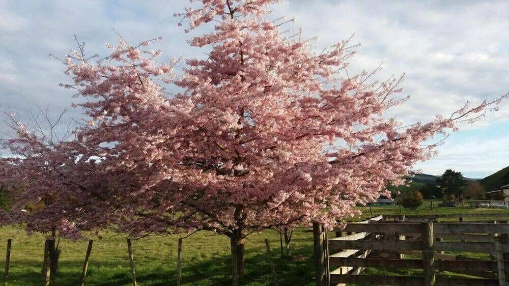 Фото Orchard View FarmStay Retreat