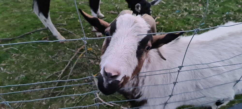 Фото Halls Haven Holiday Units