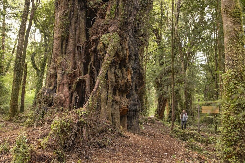 Фото Hotel Parque Tepuhueico