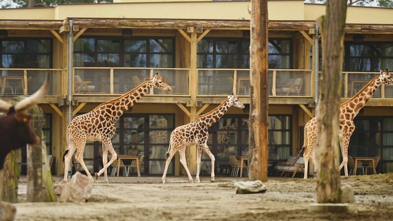 Гостиница Safari Hotel Beekse Bergen