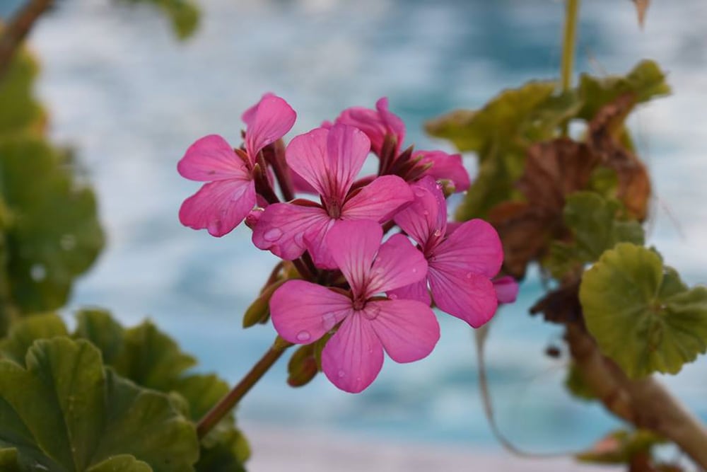 Фото The Olive House