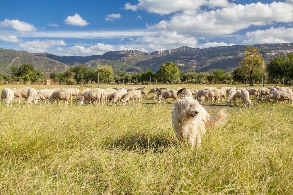 Фото Agriturismo i Mandorli