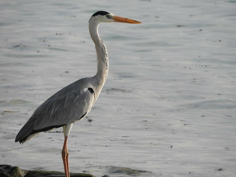 Фото Karaa Village