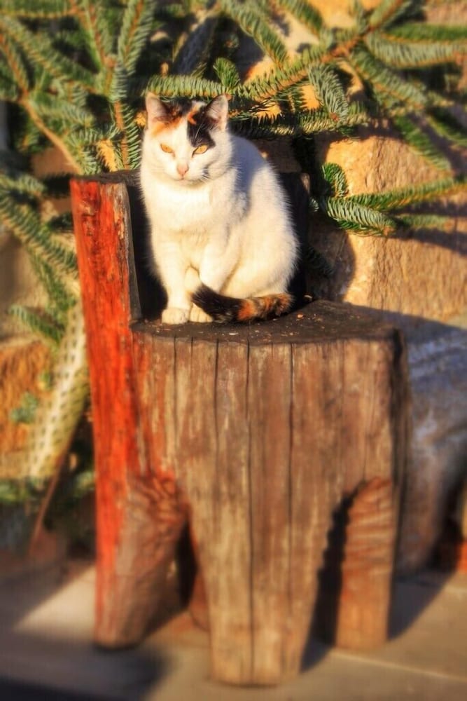 Фото Casa Rural Areano