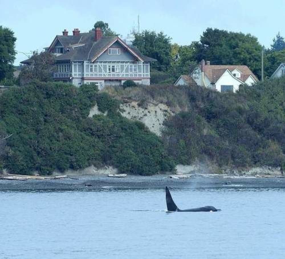 Фото Dashwood Manor Seaside Bed & Breakfast