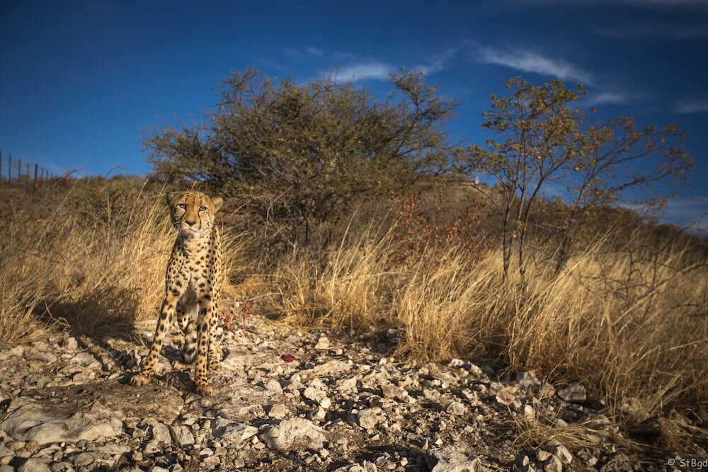 Фото Aloegrove Safari Lodge