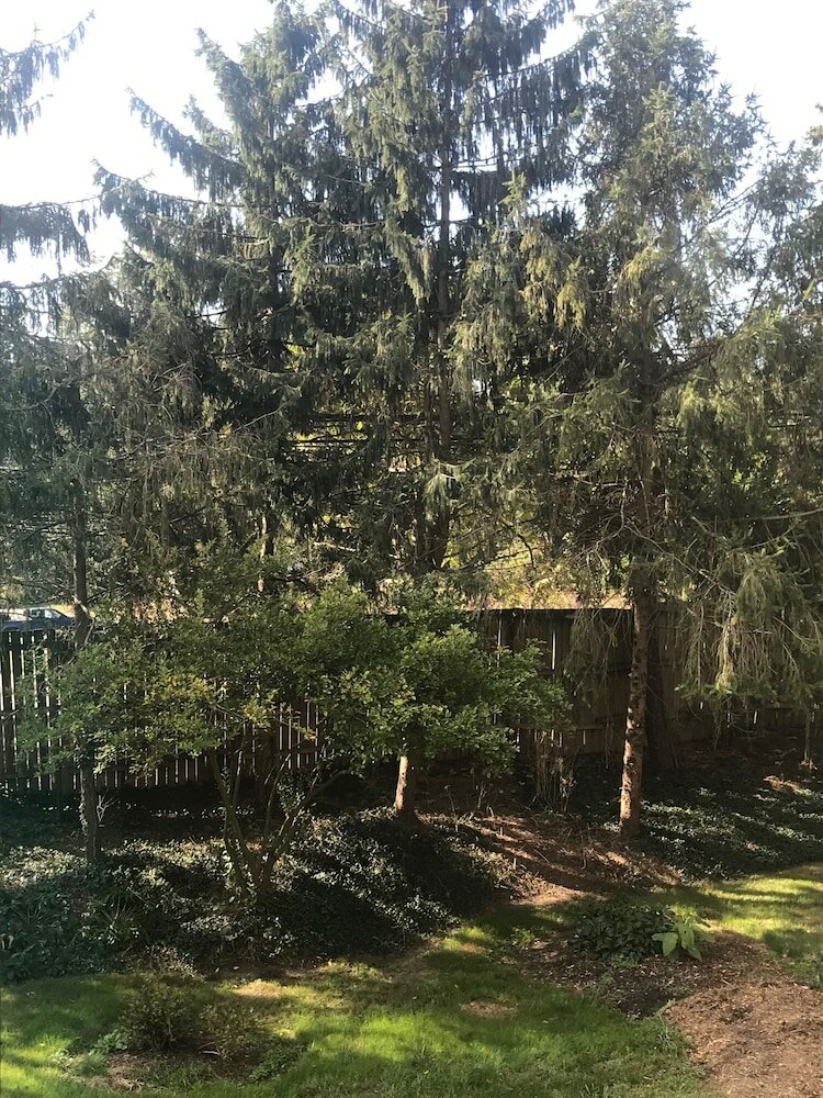 Фото Wild Wisteria