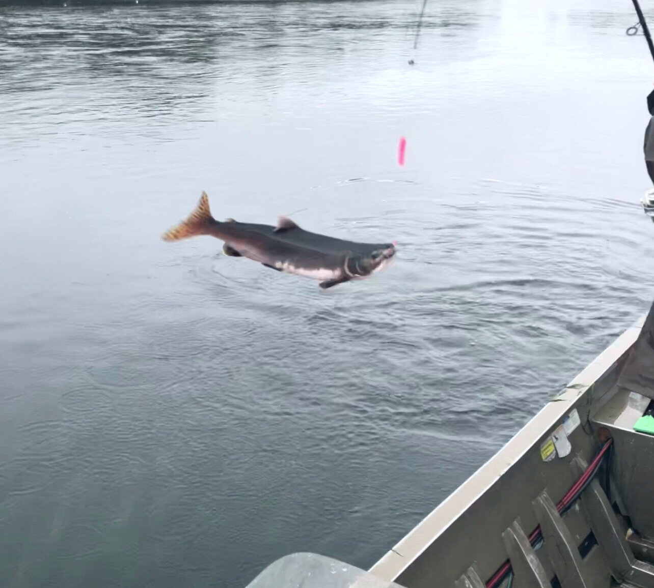 Фото ПроЛосось