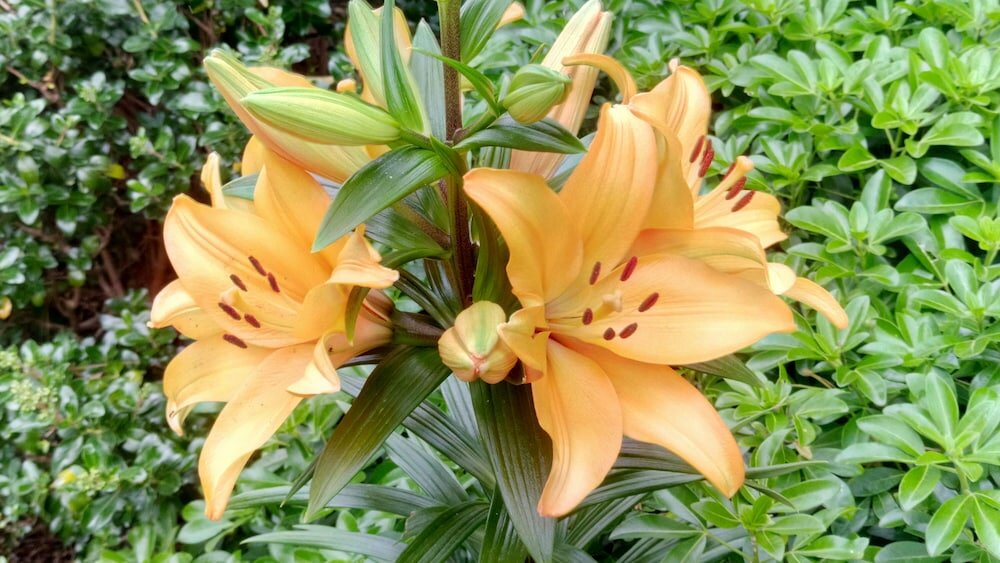 Фото Bethany Manor Bed & Breakfast