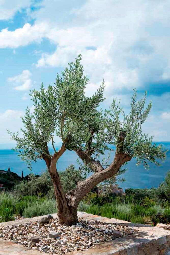 Фото Elimnion Resort