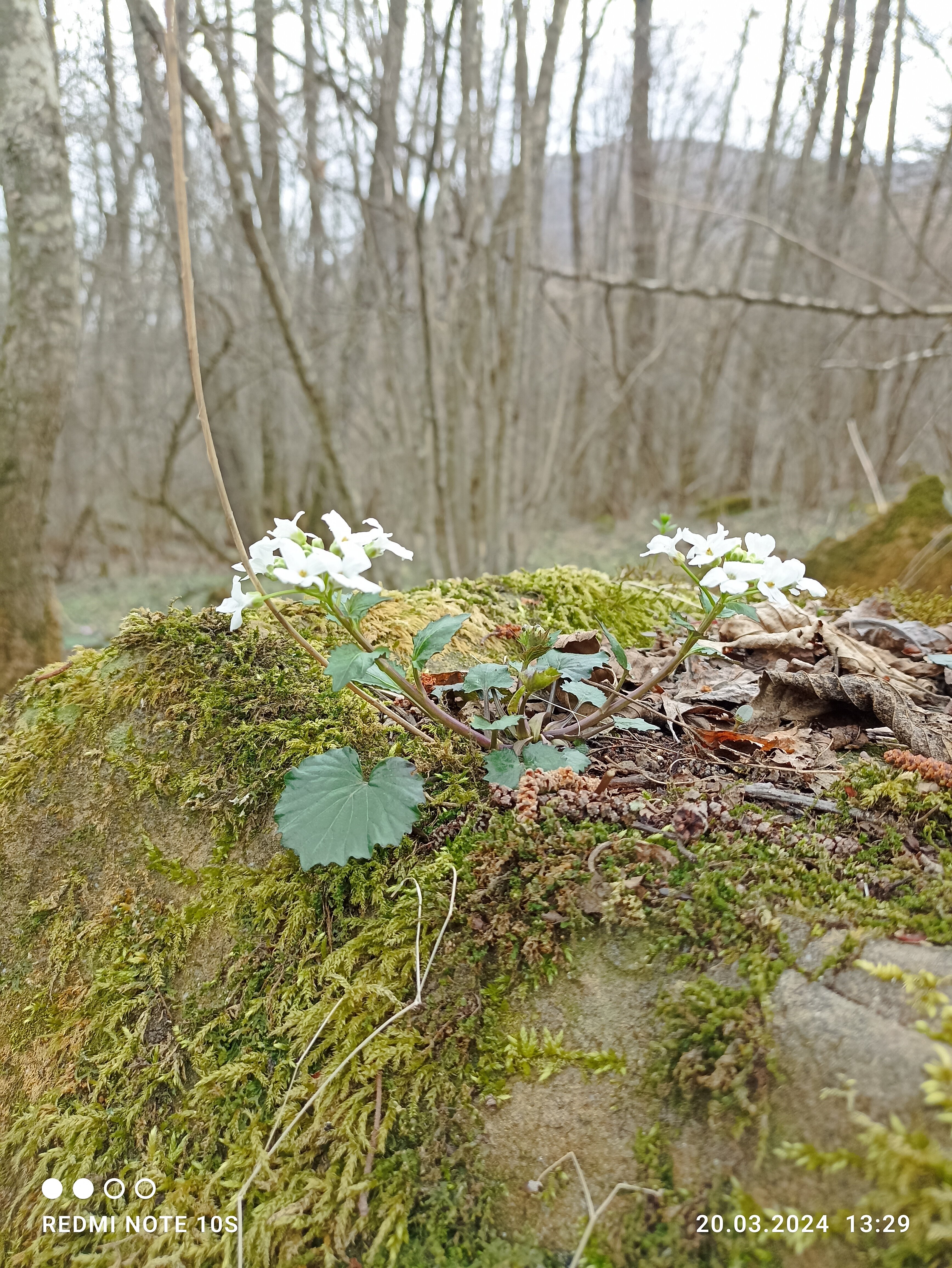 Фото Четыре сезона