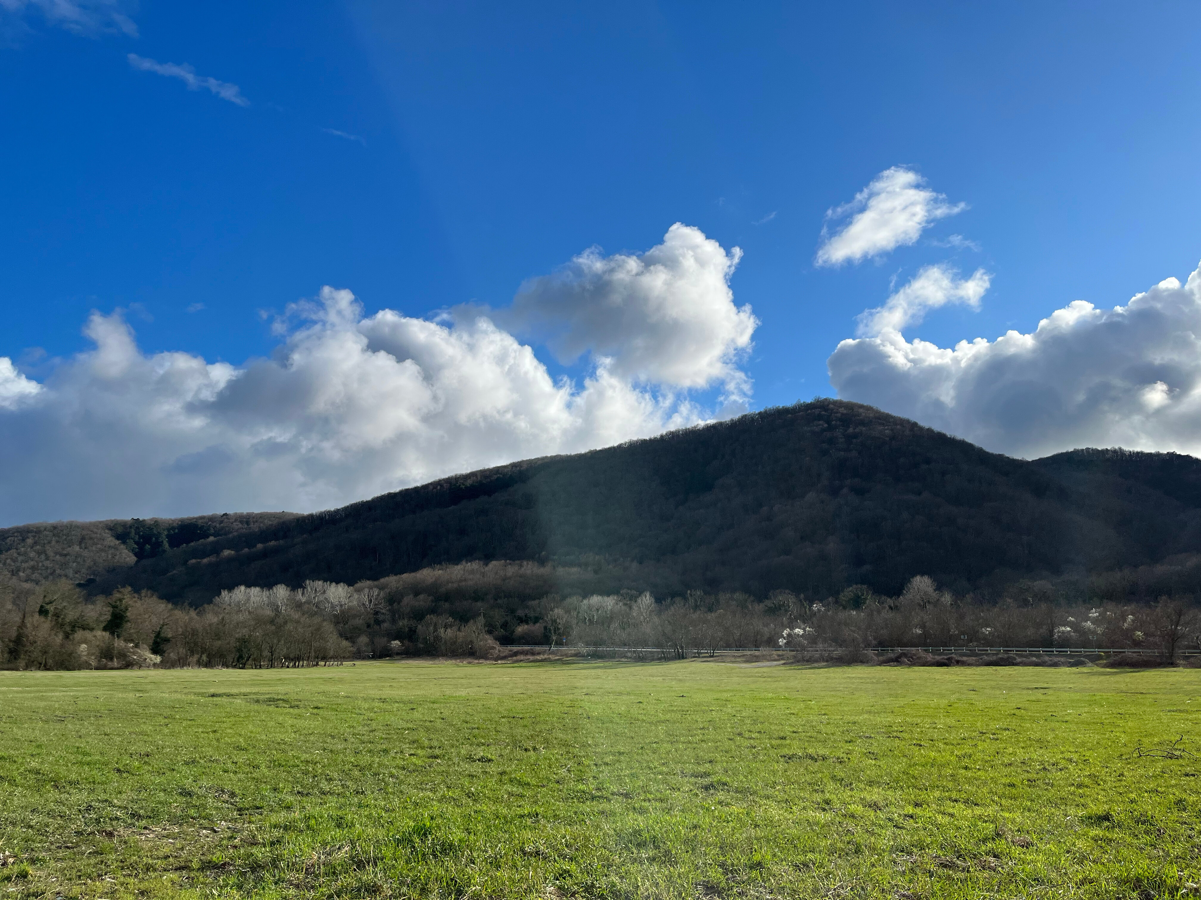 Фото Секвойя