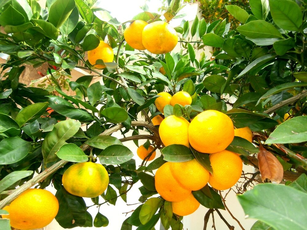 Фото Apartments Cordis