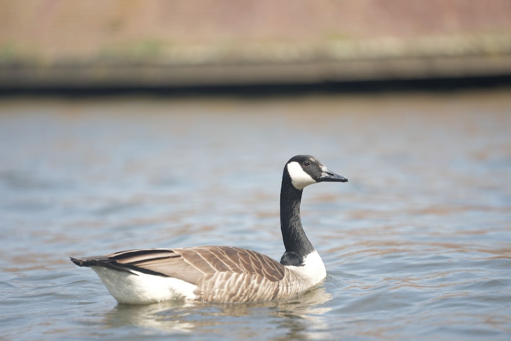 Фото Hotel Restaurant Brasserie Ahoi, Kortrijk