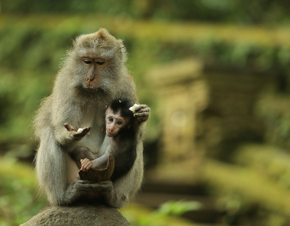 Фото Mandapa, A Ritz-Carlton Reserve