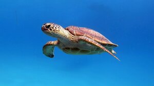 Гостиница Marsa Shagra Village