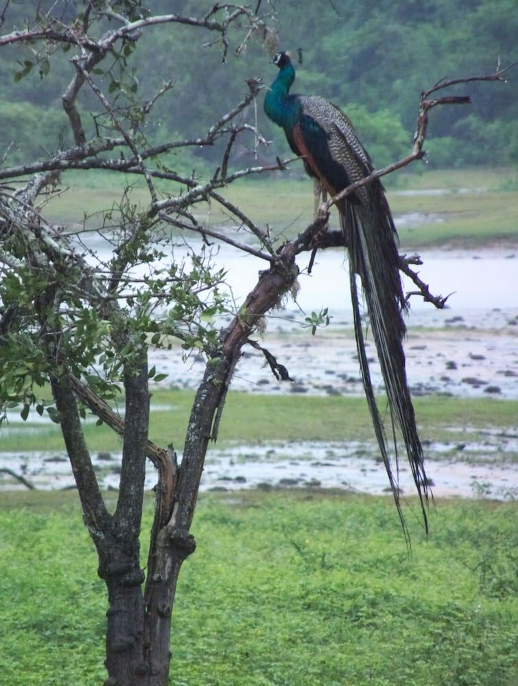 Фото Курортный Отель Heina Nature Resort & Yala Safari