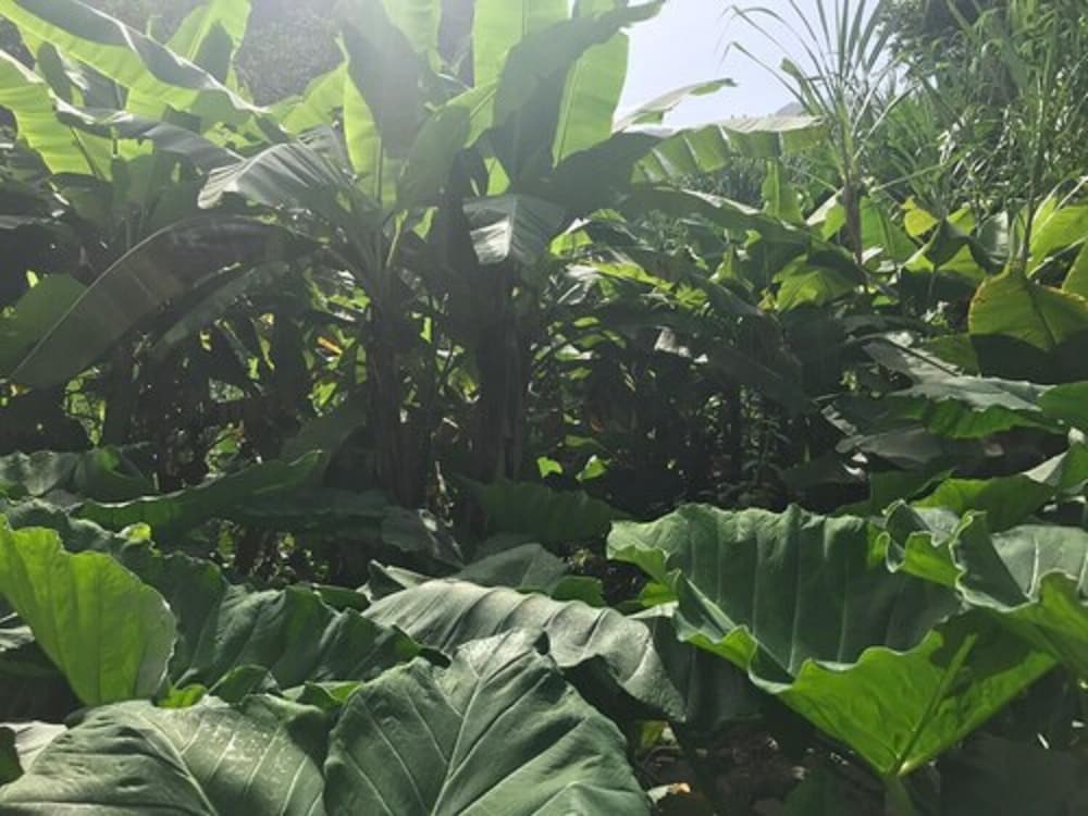 Фото Praiano Aparthotel