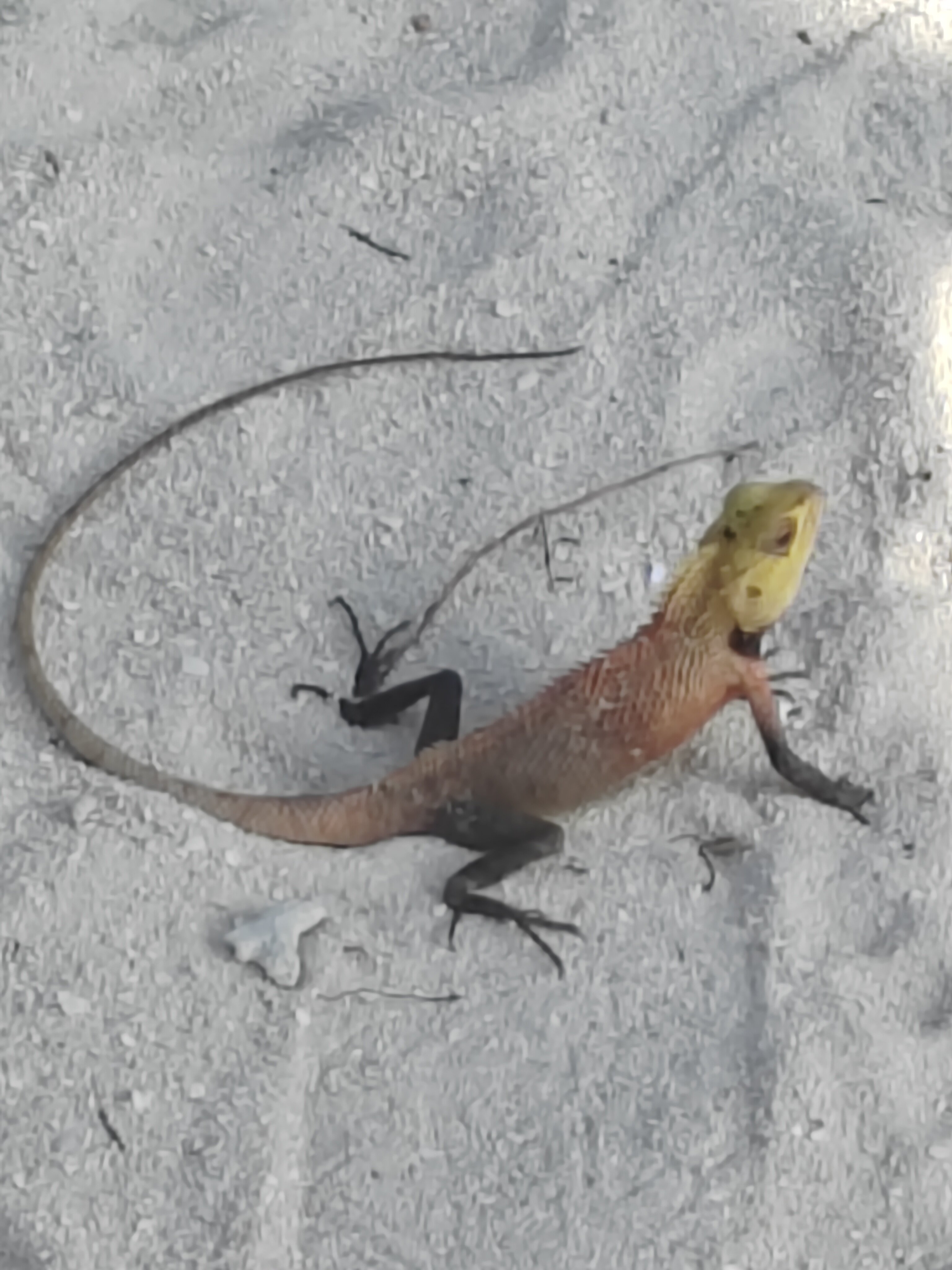 Фото Adaaran Select Meedhupparu