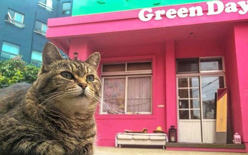 Гостиница Jeju Green Day Guesthouse в Чеджу