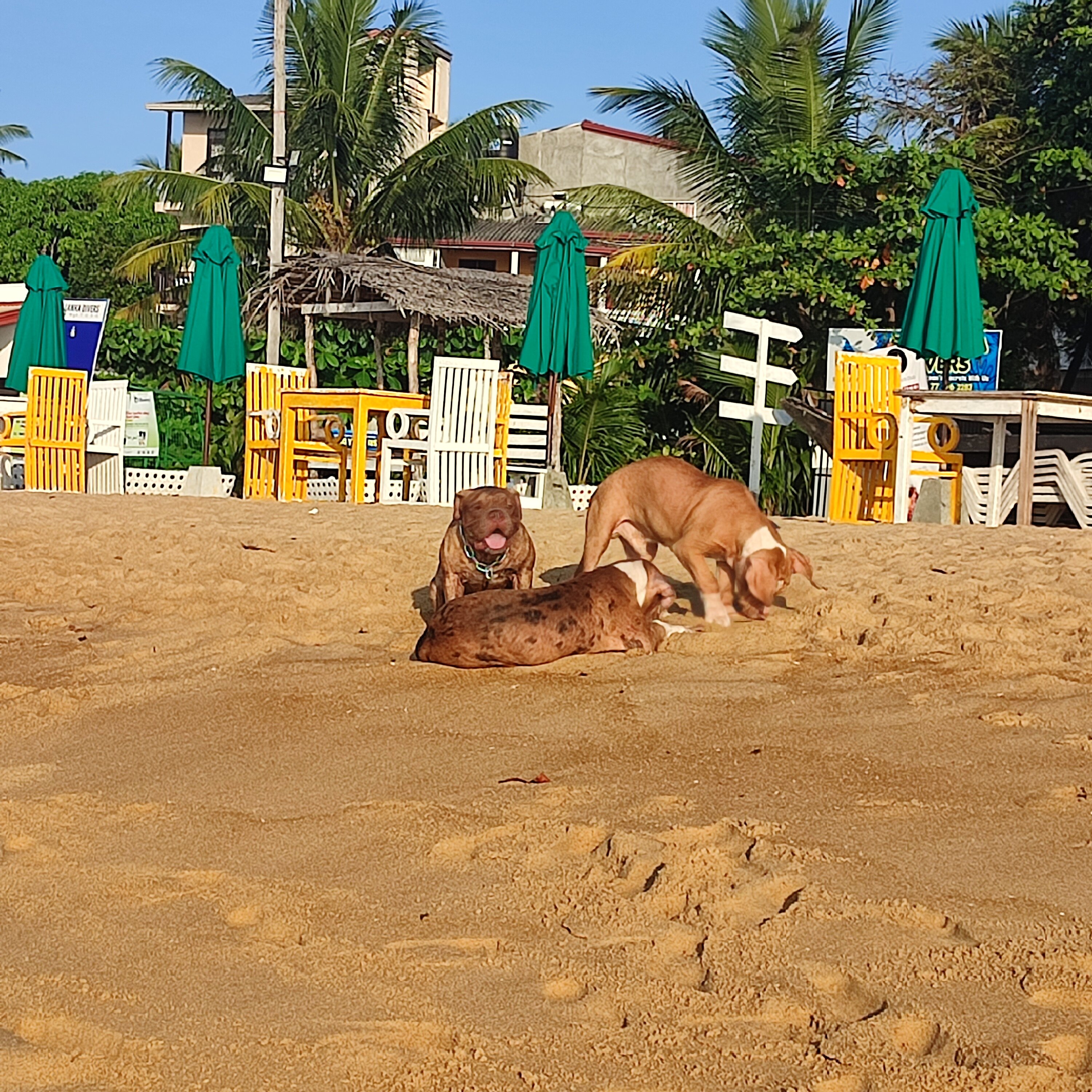 Фото Sea View Beach Unawatuna Hotel