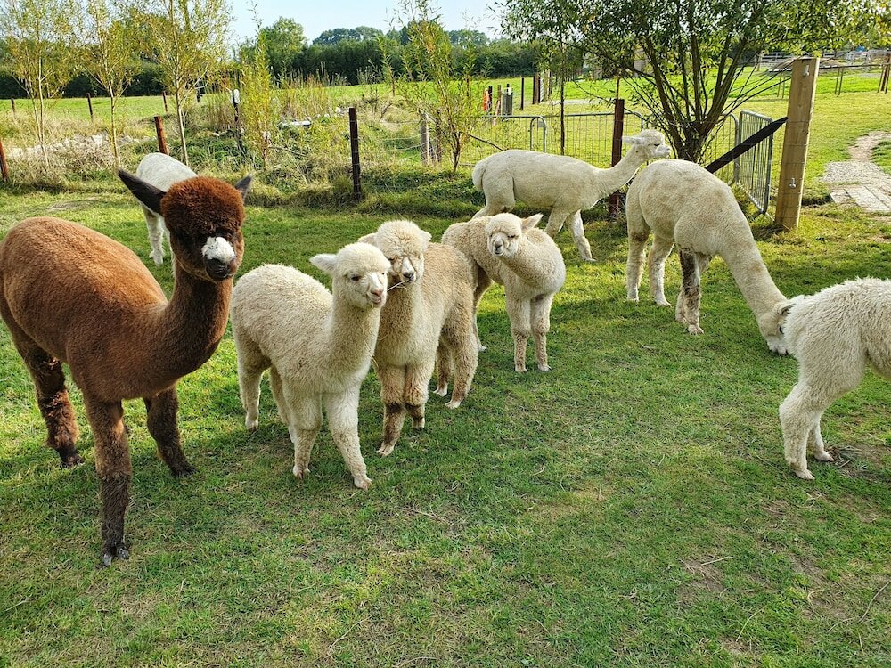 Фото Dartmoor Reach Alpaca Farm