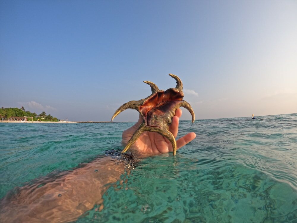 Фото Viva Beach & SPA Maldives