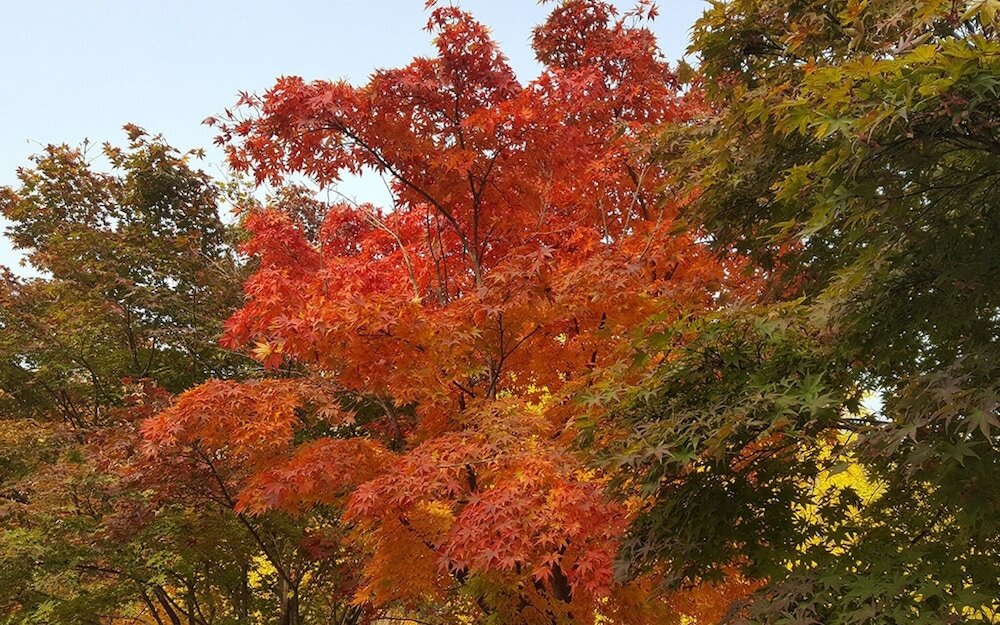 Фото Seoul Forest Stay