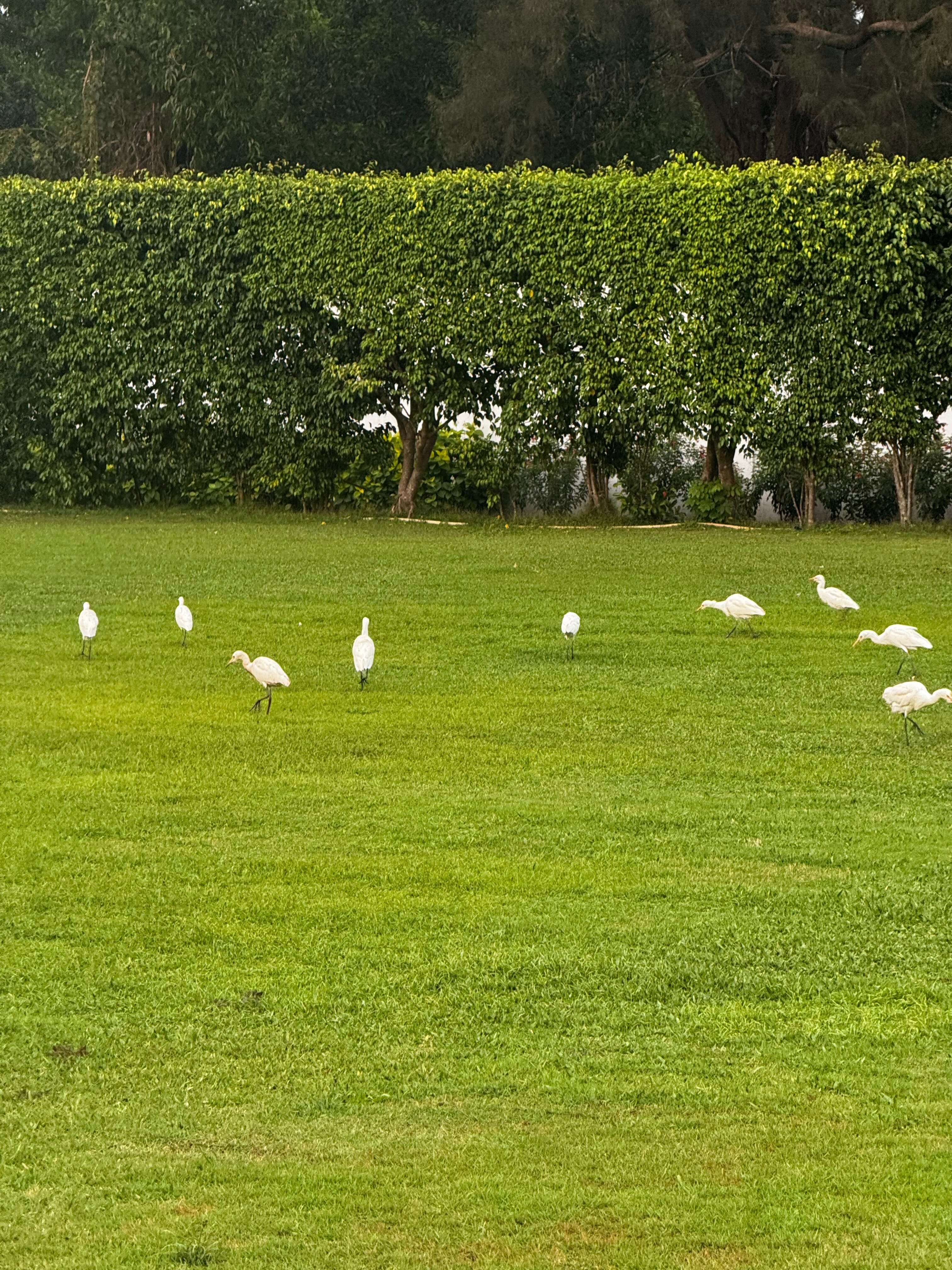 Фото Holiday Inn Resort Goa