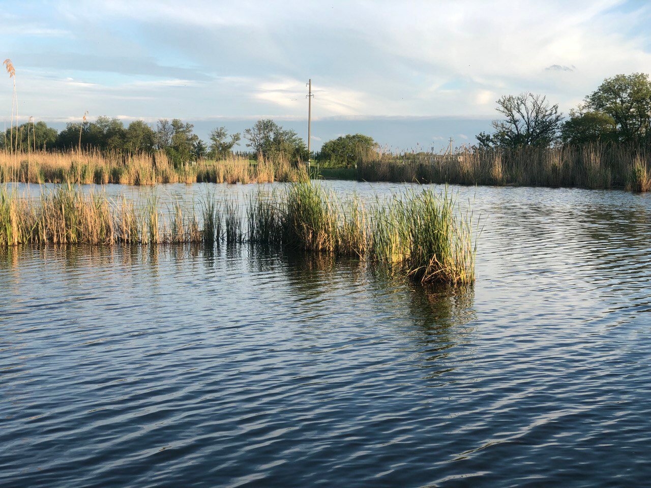 Фото Гнездо