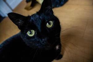 Гостиница Crofts Hotel