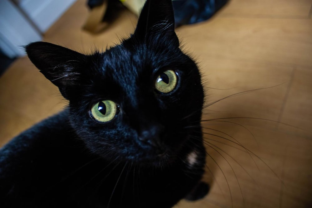 Фото Crofts Hotel