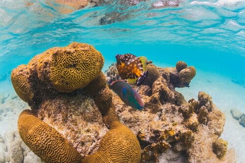 Гостиница Courtyard by Marriott Bonaire Dive Resort на Карибских Нидерландах