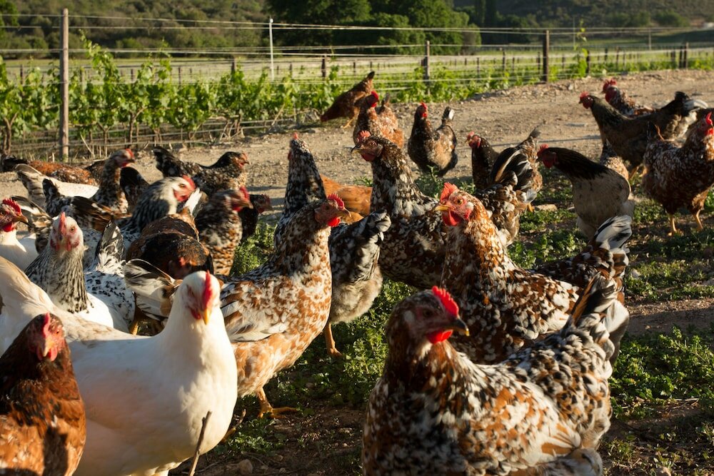 Фото De Kombuys Estate