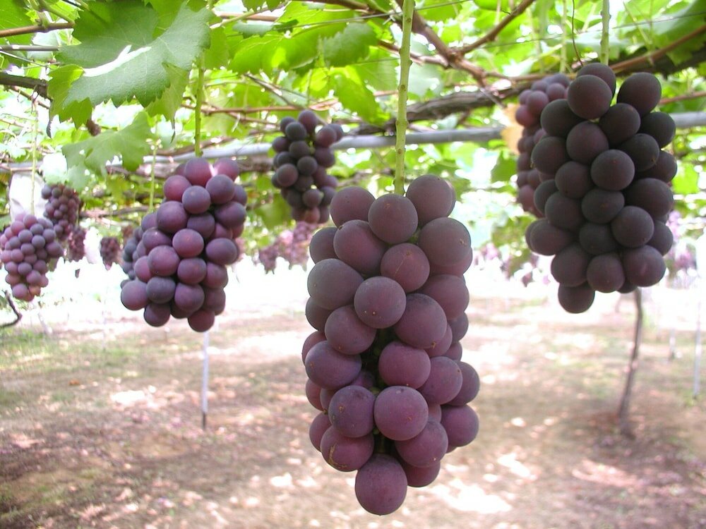 Фото Yukai Resort New Maruya Hotel Bekkan