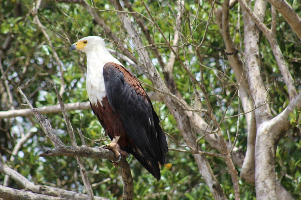 Фото Lodge Afrique