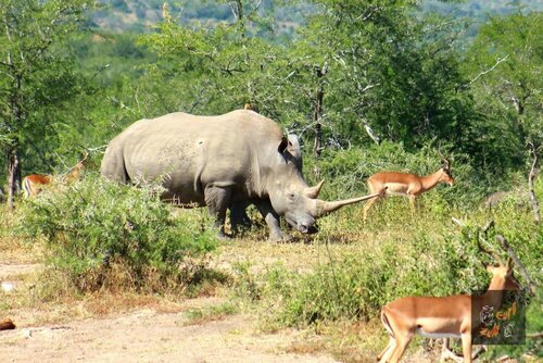 Гостиница Lodge Afrique