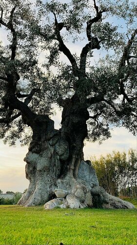 Внешний вид отеля Masseria San Francesco в Фасано, фото 5
