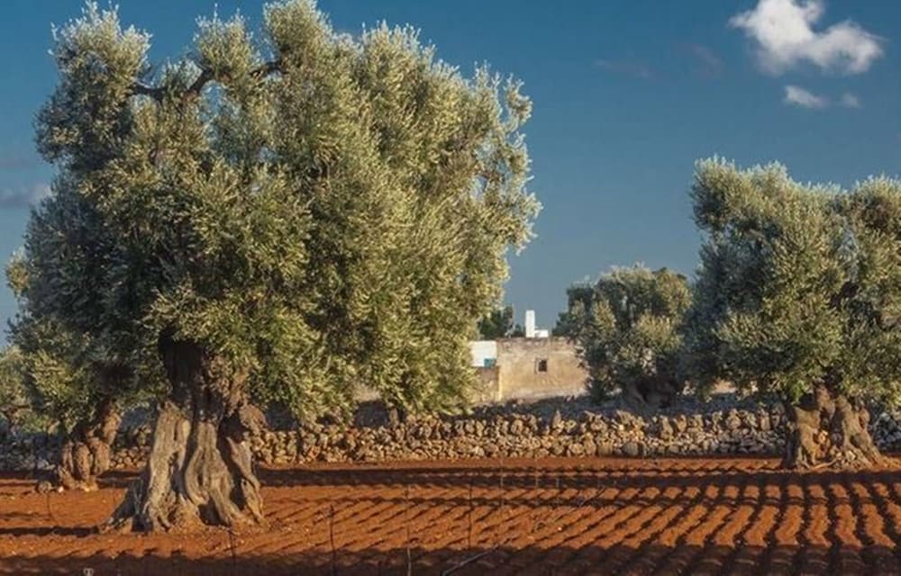 Фото Masseria Fulcignano